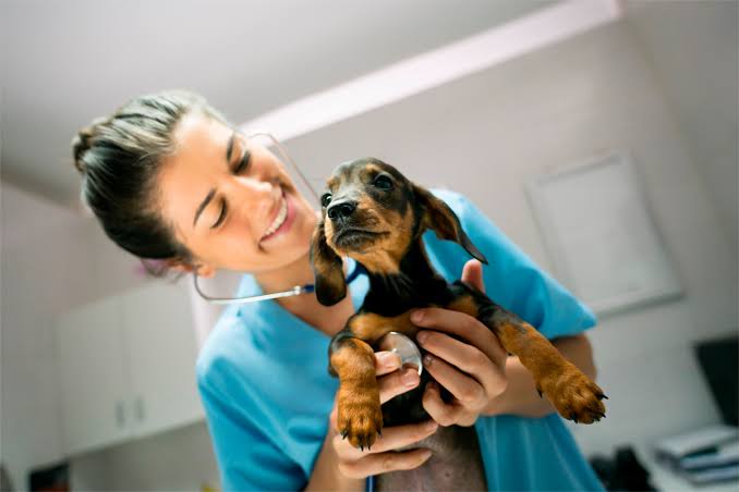 Fear Free Veterinary Visits | Camden Valley Animal Hospital