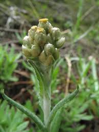 Image result for Pseudognaphalium luteo-album