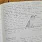 Finding Wonder: Intro to Nature Journaling