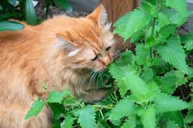 Check spelling or type a new query. 8 Best Plants To Deter Cats From Your Garden Horticulture