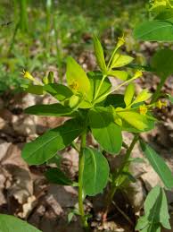 Image result for Euphorbia papillosicapsa