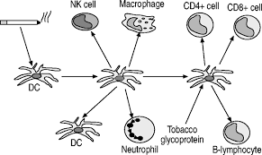 All these disease are characterized by obstruction of the small airways which manifests predominantly during expiration. Chronic Obstructive Pulmonary Disease Molecular And Cellularmechanisms European Respiratory Society
