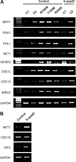 While mutation frequency is the number of times a particular mutation thus, conversion of one codon to another doesn't effectively change the protein at all. The Impact Of Mecp2 Mutations In The Expression Patterns Of Rett Syndrome Patients Springerlink