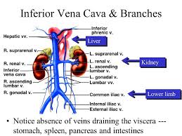 Inferior Vena Cava Overview Structure Clinical Significance How To Relief Vena Cava Vena Medical Anatomy