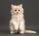 Persian Cats Vs. Ragdoll Cats - Pets