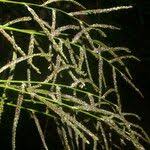 Image result for Paspalum plicatulum
