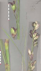 Image result for Steinchisma