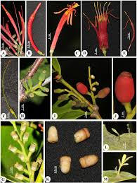 Image result for Agelanthus natalitius