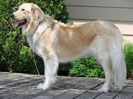 Registered/registerable, current vaccinations, health guarantee. 37 Beasts Ideas Dogs Dog Breeds Puppies