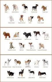 nintendogs cats races de chiens taille moyenne chien kawaii support tache conseils mes premiers crayons lavables crayola sur ardoise ou vert coloriages pointe