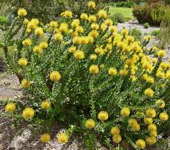 Image result for Leucospermum