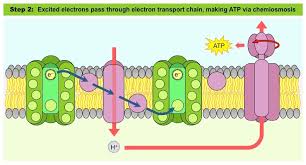 Maybe you would like to learn more about one of these? Light Dependent Reactions Bioninja