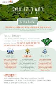 Maybe you would like to learn more about one of these? Caring For Dwarf Water Lettuce Lighting Humidity And Supplements