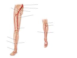 Maybe you would like to learn more about one of these? Leg Artery Labeling Diagram Quizlet