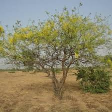 Image result for Cassia sieberiana
