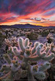 Sunset Joshua Tree National Park California Joshua Tree National Park National Parks Nature