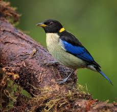 Image result for Bertiera angusiana