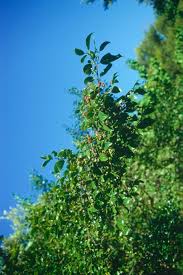 Image result for Ilex mitis