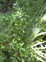 Image result for Jasminum fluminense