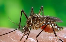 Dengue, nakukuha sa kagat ng infected na aedes aegypti mosquito. Dengue Outbreak Slowing With One Case In Last Month Florida Keys Weekly Newspapers