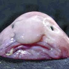 A storage mechanism in the cloud computing platform microsoft azure. Predatory Tropical Blob Fish Hit Northwest The Corvallis Advocate