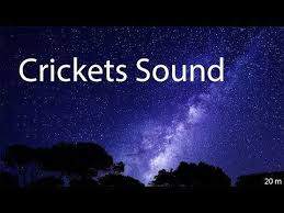 Crickets Sound Effect Crickets Chirping Youtube Crickets Chirping Cricket Sound Effect Sound