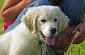 The board and train dog training program is our most popular. Home Seattle Board And Train