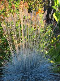 Image result for Festuca