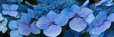 4 photos · curated by mia sparrow. Close Up Of Raindrops On Blue Hydrangea Flowers Photographic Print Art Com