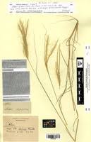 Image result for Enteropogon prieurii