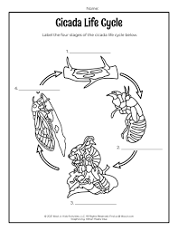 They then stay underground before surfacing. Cicada Life Cycle Worksheet Woo Jr Kids Activities