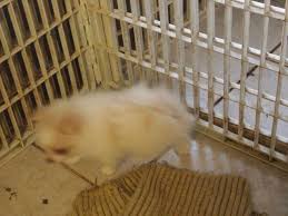 Read our bird room meditations for thoughts on finding or returning to christianity. Pomeranian Puppies For Sale In Snow Hill North Carolina Classified Americanlisted Com
