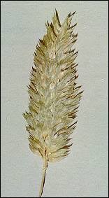 Image result for Phalaris