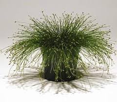 Image result for Isolepis