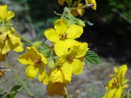 Image result for Fabaceae subfamily Papilionoideae
