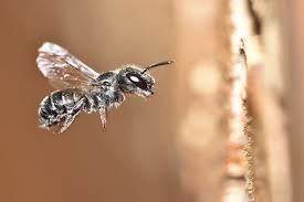 Maybe you would like to learn more about one of these? Love Colorado S Native Bees And They Ll Love You Back Tagawa Gardens Blog