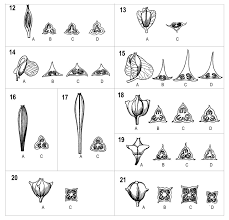 Synopsis of the Chinese species of Begonia (Begoniaceae), with a  reappraisal of sectional delimitation