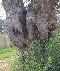 Our Emerging New Reality In 2020 Tree Unique Trees Nature Tree