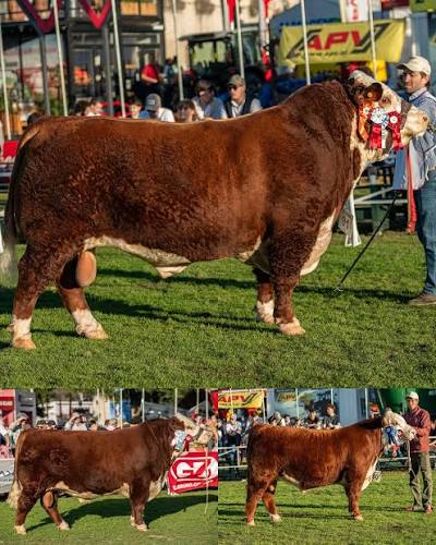 Estos son los mejores machos Polled Hereford de Expo Prado 2025: 🏆Gran Campeón Polled Hereford y Campeón Supremo de la Raza Brete 91 de El Paraíso SG y Gilberto Rodrígues de Freitas @