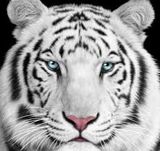 If you're looking for the best white tiger wallpaper hd then wallpapertag is the place to be. White Tiger Wallpapers Hd For Android Apk Download