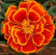 Plant And Flower Names Girls Flowers Marigold Flower Birth Flowers