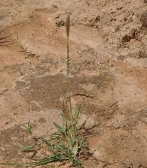 Image result for Enteropogon prieurii