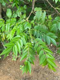 Image result for Senna petersiana