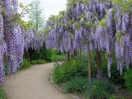 We did not find results for: Wisteria Sinensis 6 Seeds Fragrant Flowering Hardy Chinese Climber Vi The Plant Attraction