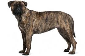 Original gamekeepers of the breed's early days preferred the if you're wondering, how long do bullmastiffs live? there's some potentially sad news. Bullmastiff Dog Breed Information And Pictures Petguide