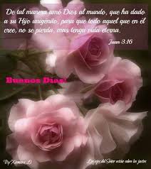 Buenos Dias Con Versiculo Floral Flowers Rose
