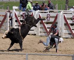 Rodeo in New Jersey? | Bull riding, Travel favorite, Rodeo