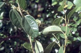 Image result for Cissampelos torulosa