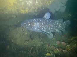 Coelacanth synonyms, coelacanth pronunciation, coelacanth translation, english dictionary definition of coelacanth. Rare Sighting He Was Shouting So Loudly I Thought He D Spotted A Megalodon Watch South Coast Herald