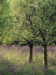 Provence Fr Boxwood Lavender Provence Garden Olive Tree Mediterranean Garden